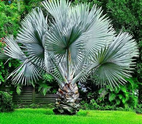 palmeira planta - ficus planta